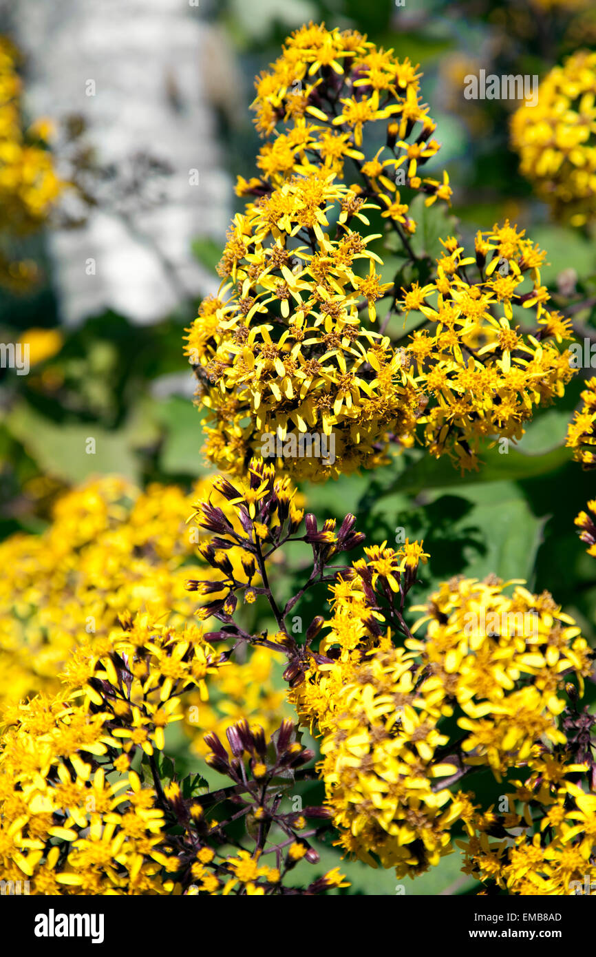 Senecio Petasitis, Yellow Flowers in Bloom at Monserrate in Sintra, Portugal Stock Photo