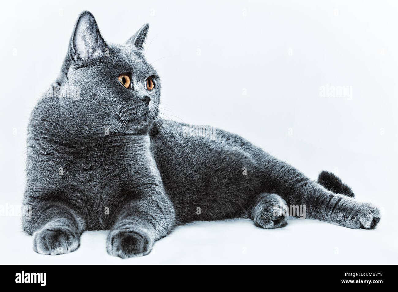 Portrait Of Beautiful Young Short Haired British Gray Cat With