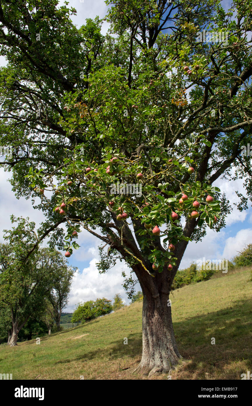 Large old pear trees growing in an orchard in Gloucestershire.a UK fruit perry countryside rural food Stock Photo