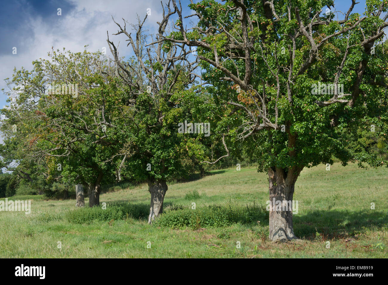 Large old pear trees growing in an orchard in Gloucestershire.a UK fruit perry countryside rural food Stock Photo