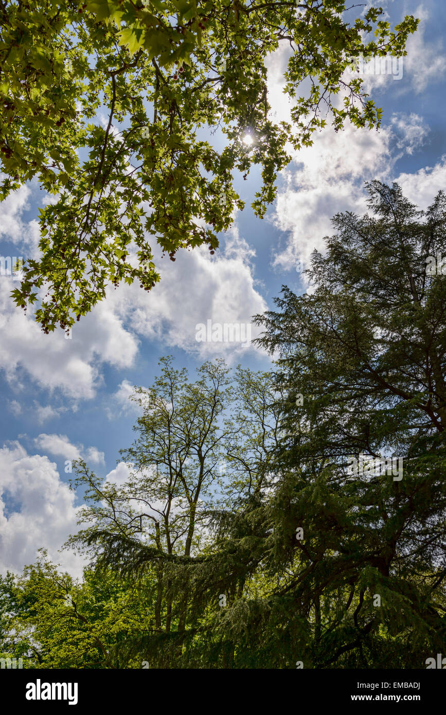 Sun between leaves on a clouds & sky background. Parque del Capricho in Madrid (Spain) Stock Photo