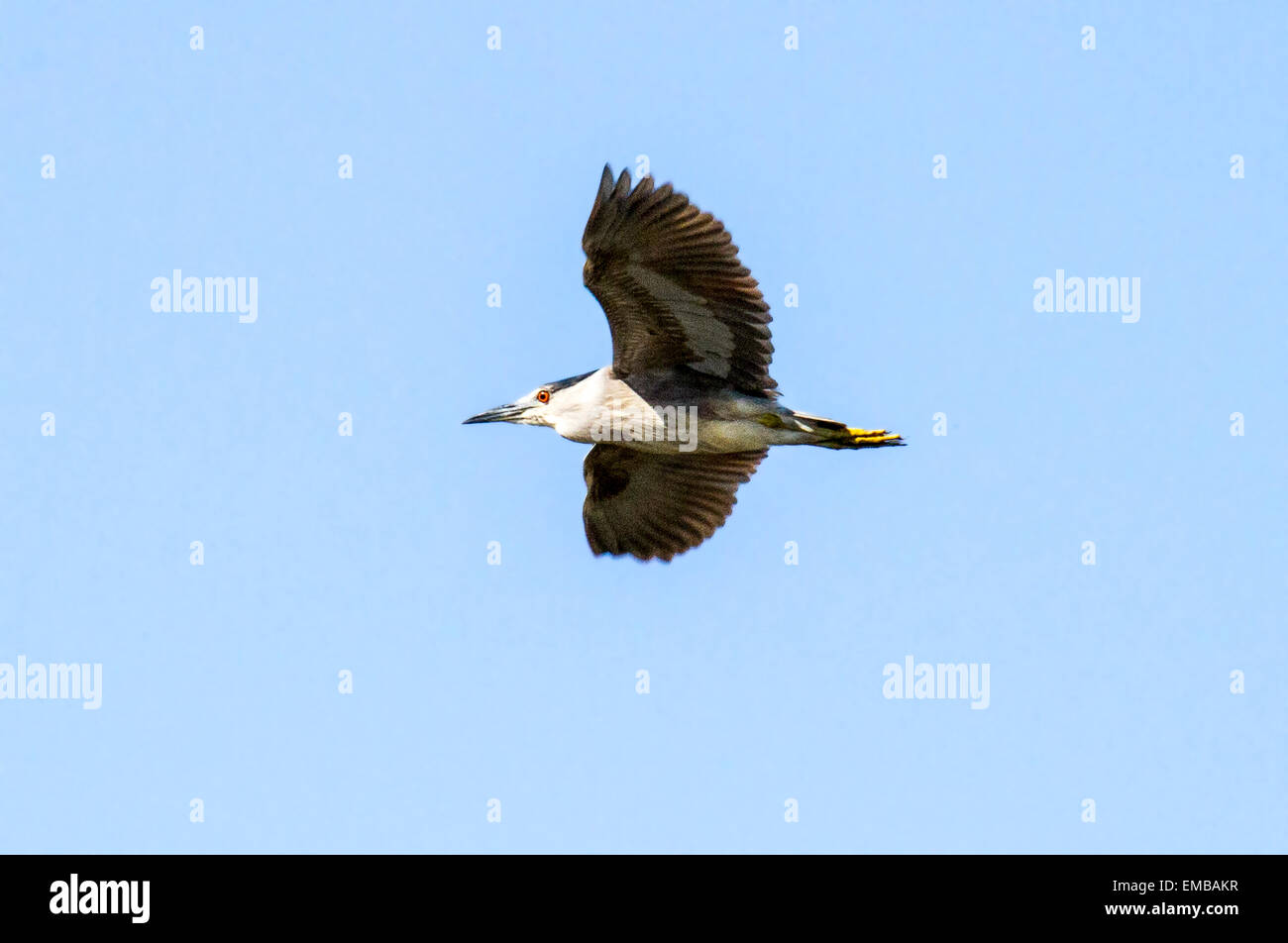 BLACK CROWNED NIGHT HERON (Nycticorax nycticorax) in flight Stock Photo