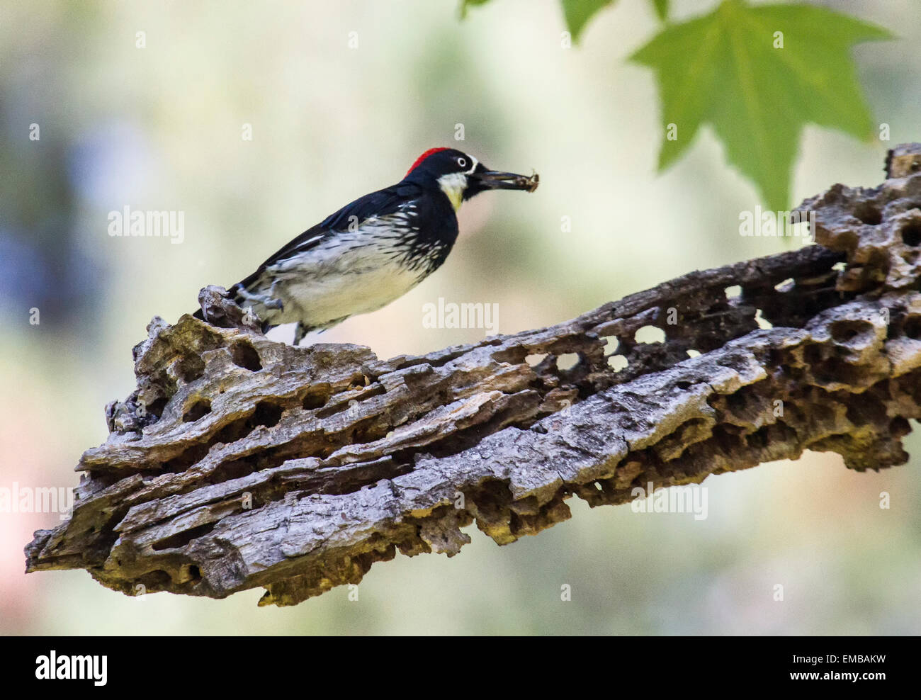 Acorn Woodpecker (Melanerpes formicivorus) perched on a tree branch. Stock Photo