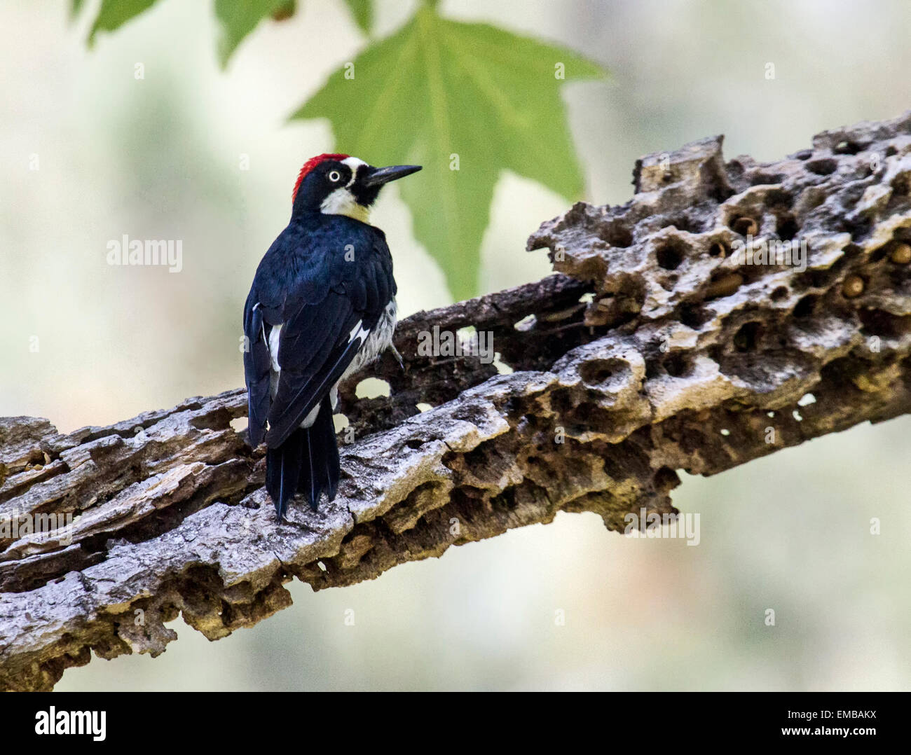 Acorn Woodpecker (Melanerpes formicivorus) perched on an oak tree branch. Stock Photo