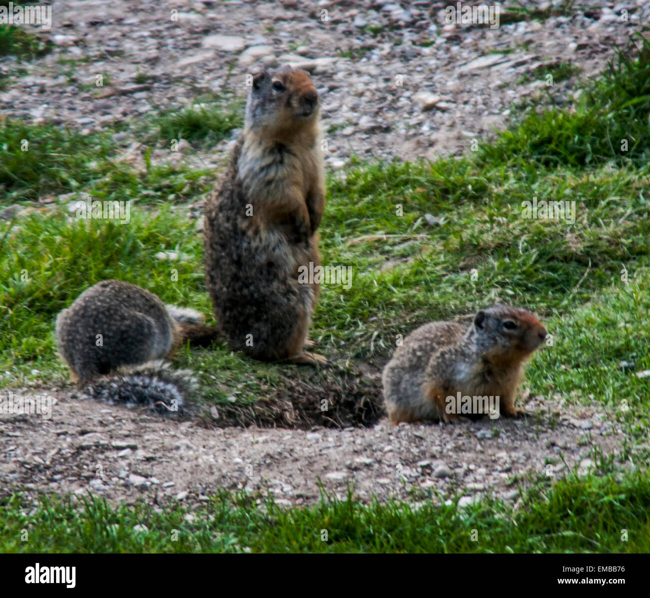 Columbian Ground Squirrel (Spermophilus columbianus) mother and baby ...