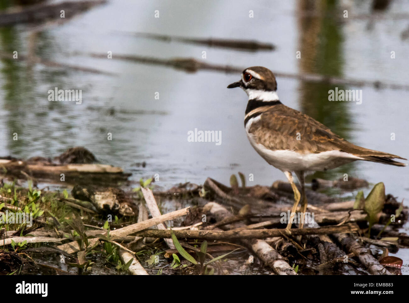 Killdeer mating hires stock photography and images Alamy