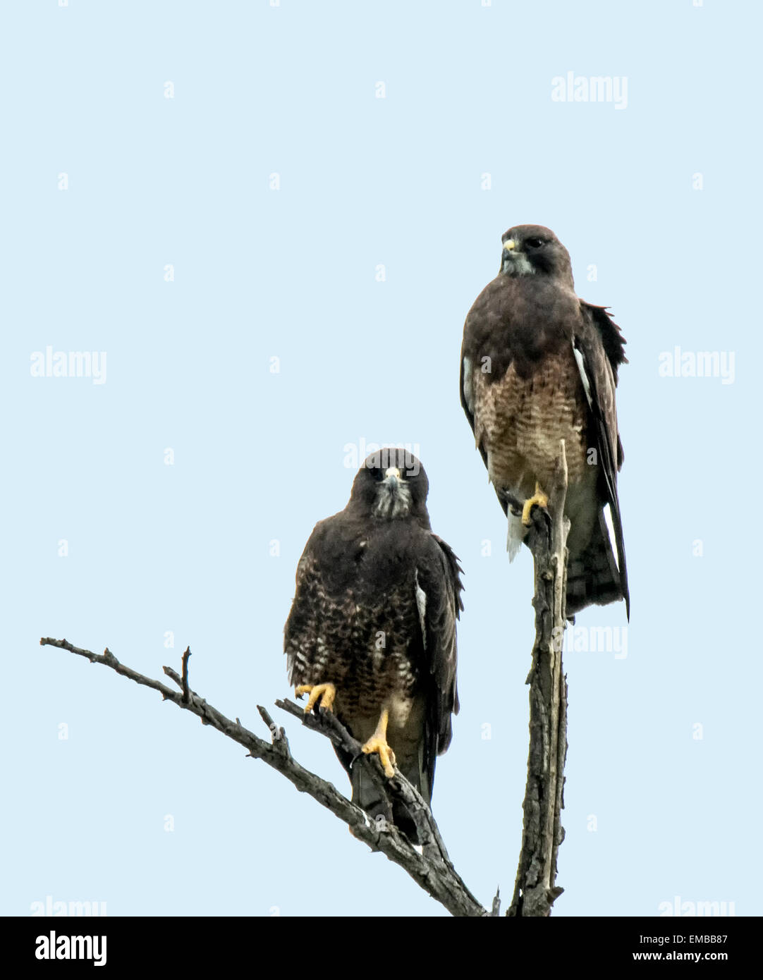 Pair of dark phased, Swainson’s Hawks ( Buteo swainsoni) perched on the tip of a tree. Stock Photo