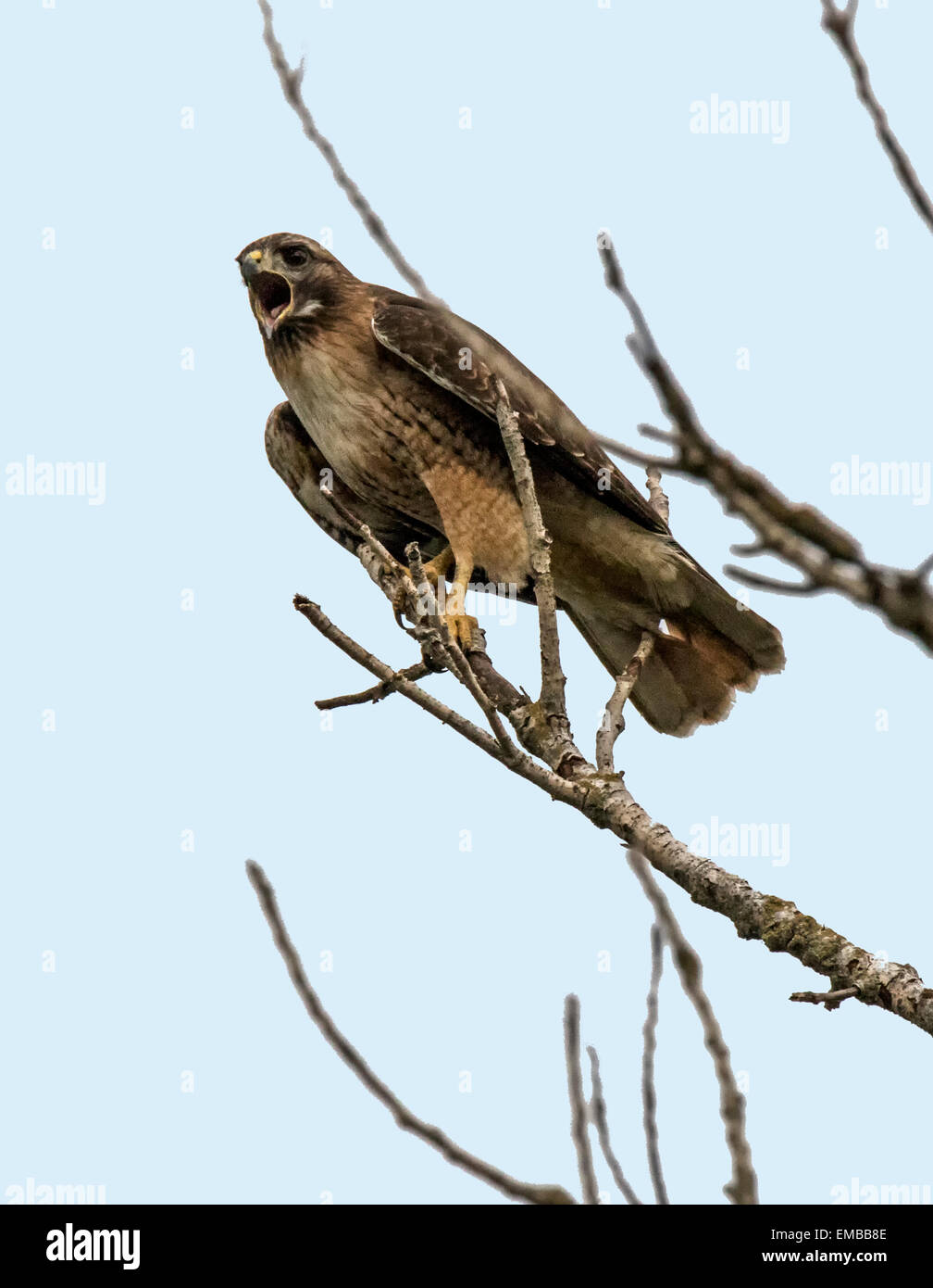 RED-TAILED HAWK ( Buteo jamaicensis) perched and calling out to another bird Stock Photo