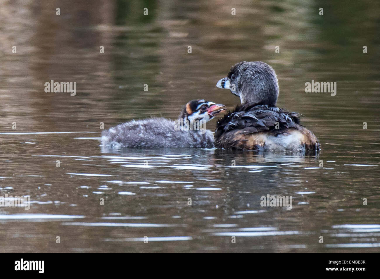 PIED-BILLED GREBE (Podilymbus podiceps) with babies. Stock Photo