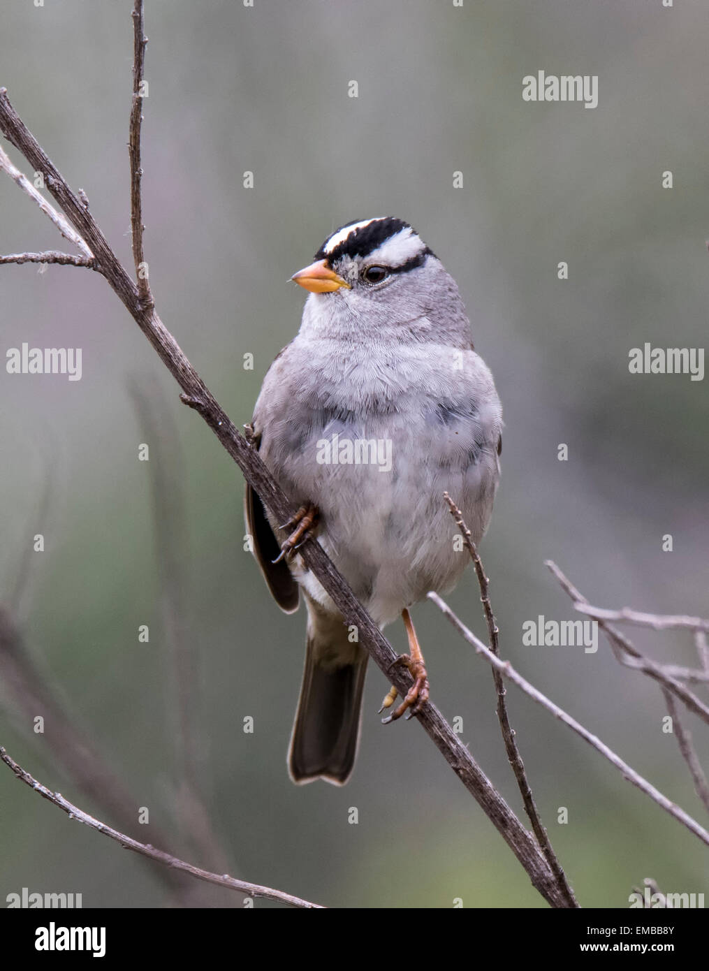 WHITE-CROWNED SPARROW (Zonotrichia leucophrys) perched on some twigs. Stock Photo