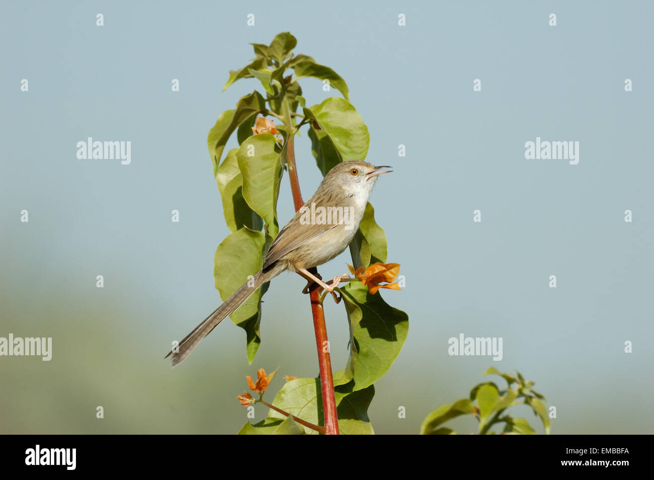 Singing Graceful Prinia Stock Photo