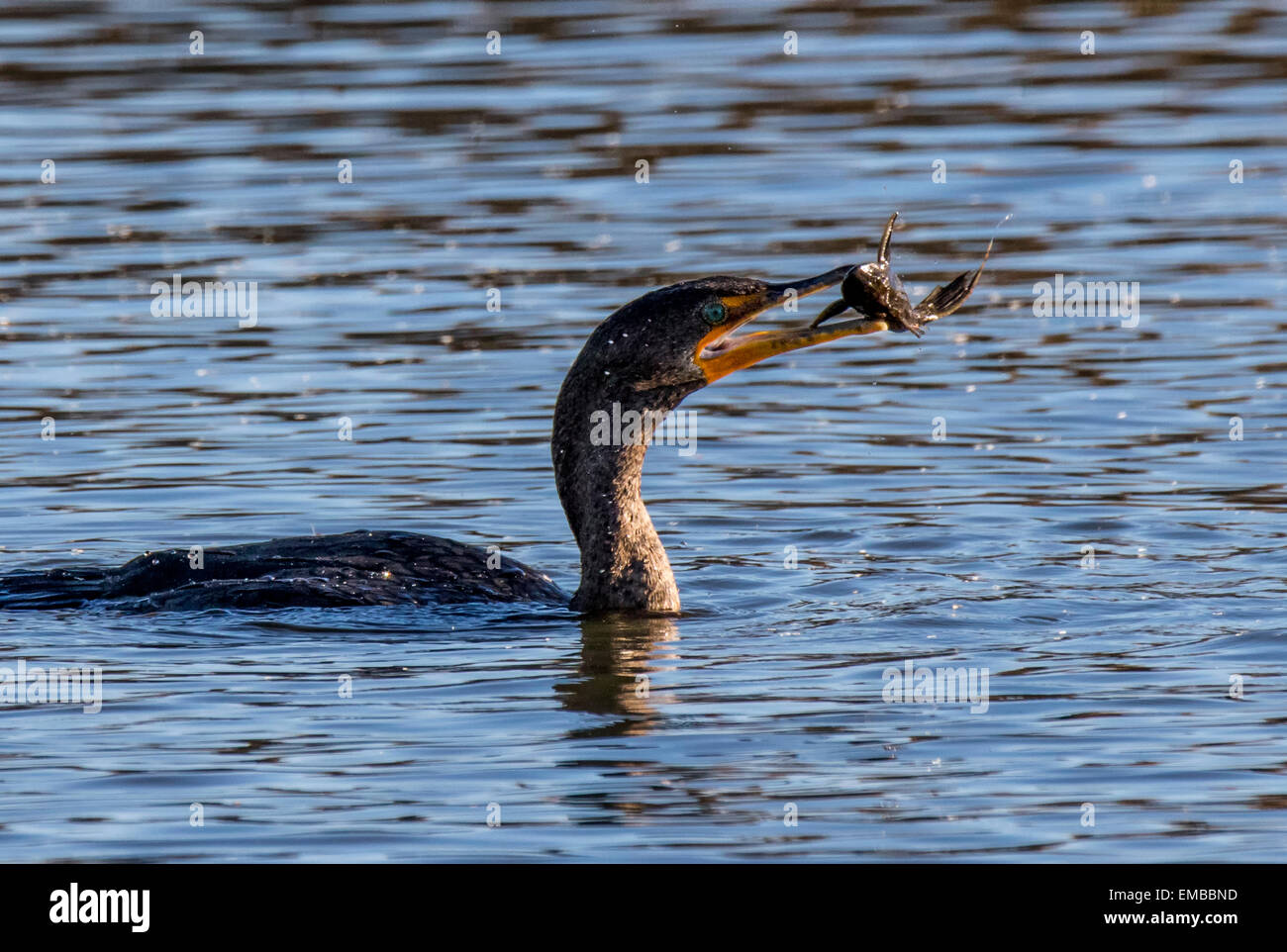 DOUBLE-CRESTED CORMORANT (Phalacrocorax auritus) swimming and fishing in small lake Stock Photo