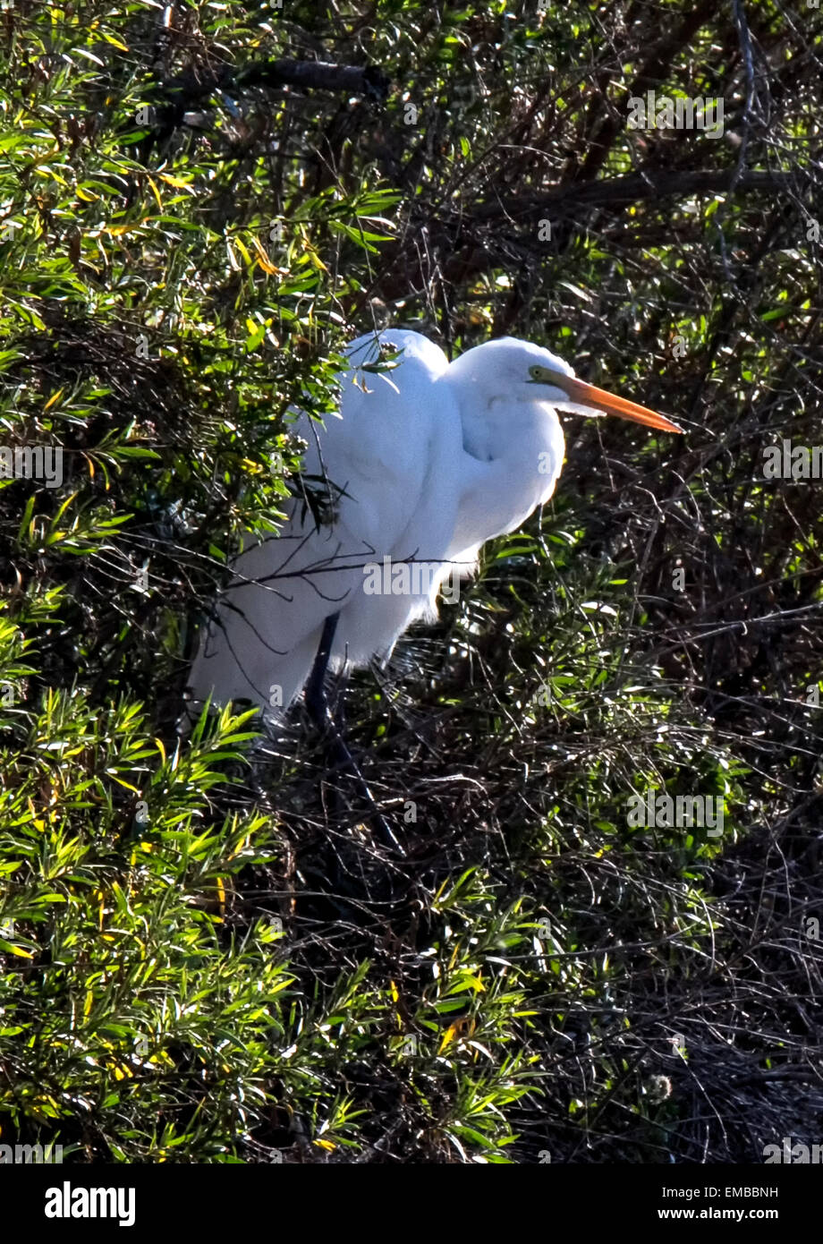 GREAT EGRET (Ardea alba) perched in the trees at the edge of a lake in Callifonria Stock Photo