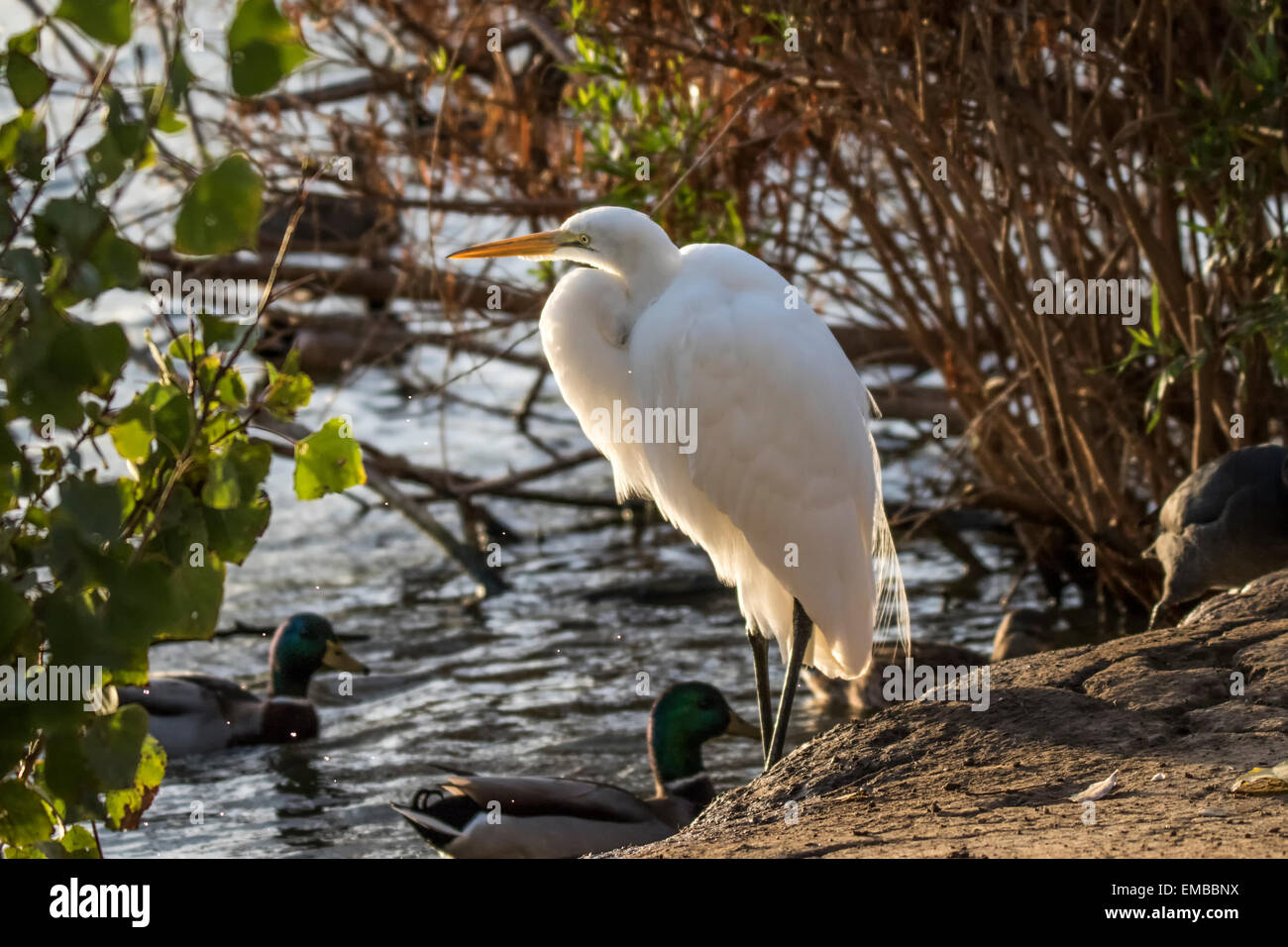 GREAT EGRET (Ardea alba) in the reeds of a small pond Stock Photo
