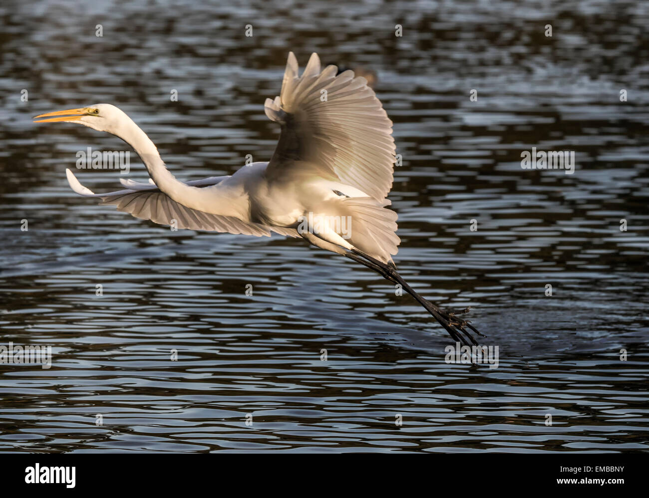 GREAT EGRET (Ardea alba) flying in to the reeds of a small pond Stock Photo