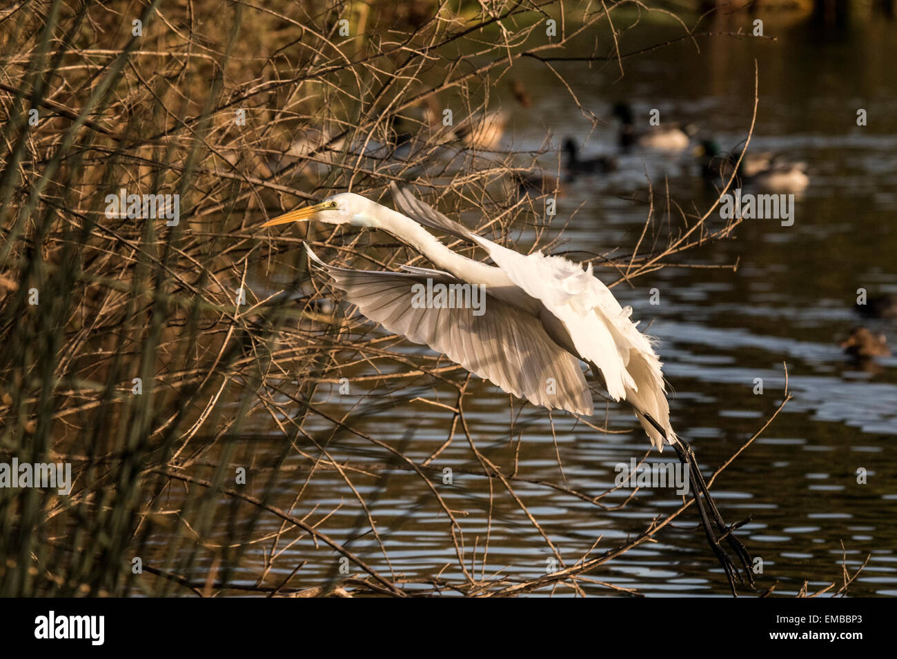 GREAT EGRET (Ardea alba) flying into the reeds of a small pond Stock Photo