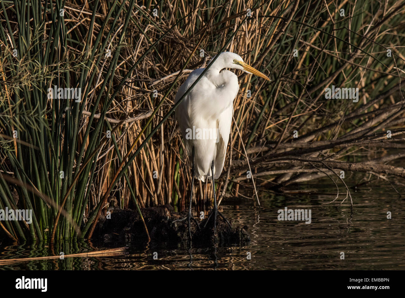 GREAT EGRET (Ardea alba) in the reeds of a small pond Stock Photo
