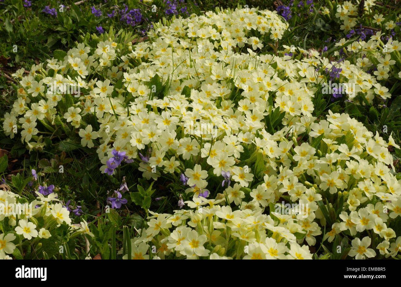 Primroses and Violets in the wild Stock Photo