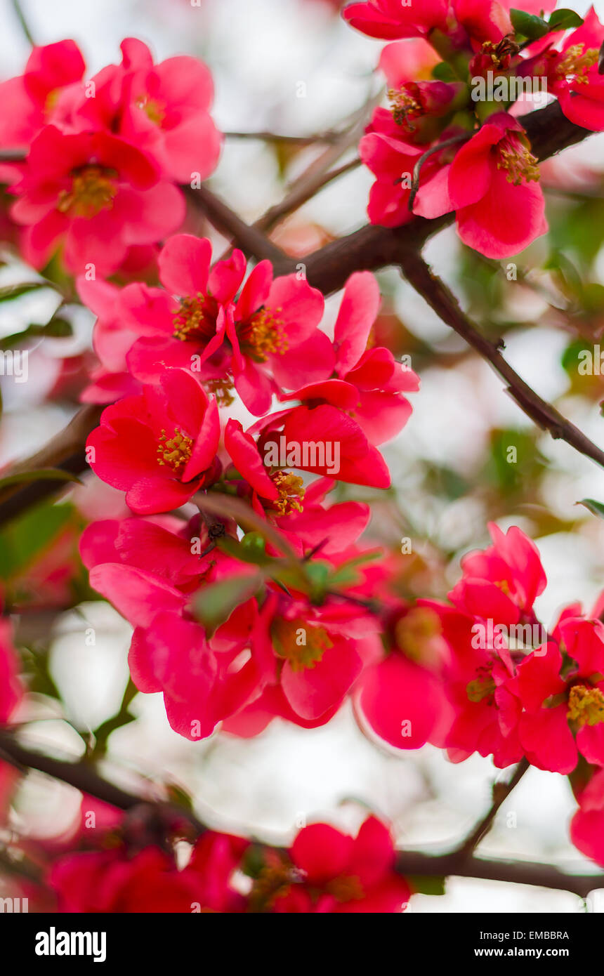 Pink Japanese cherry blossom, sakura flowers Stock Photo