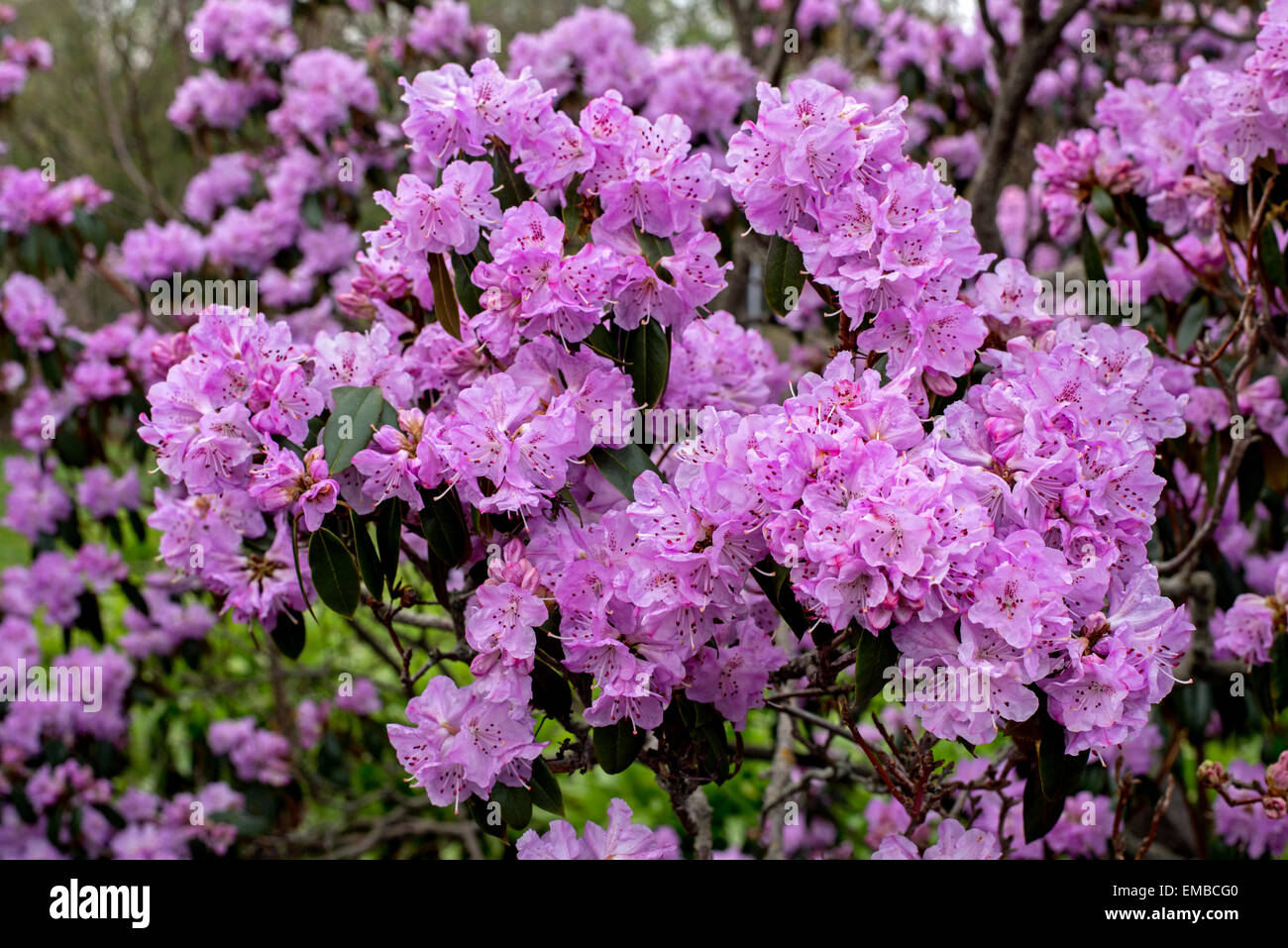 rhododendron container Blue Baron Rhododendron #2 main image 1