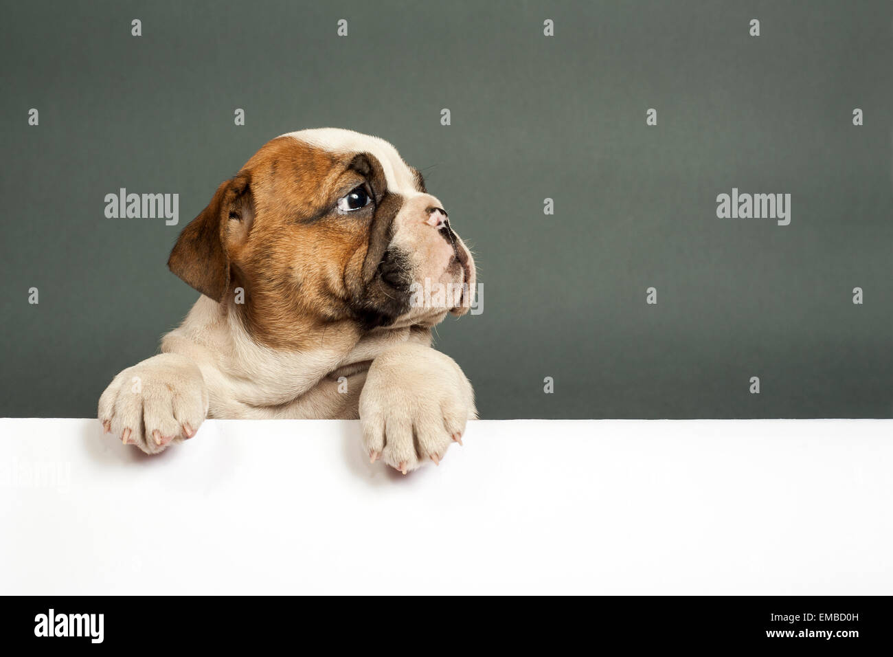 https://c8.alamy.com/comp/EMBD0H/cute-english-bulldog-puppy-with-paws-on-a-message-board-EMBD0H.jpg