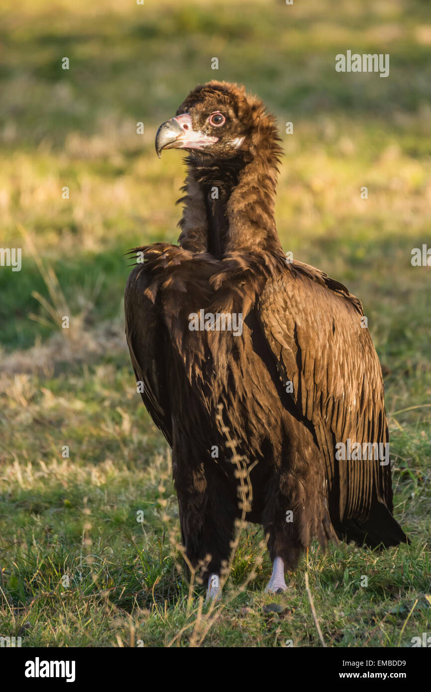 black vulture (eagypius monachus) Stock Photo