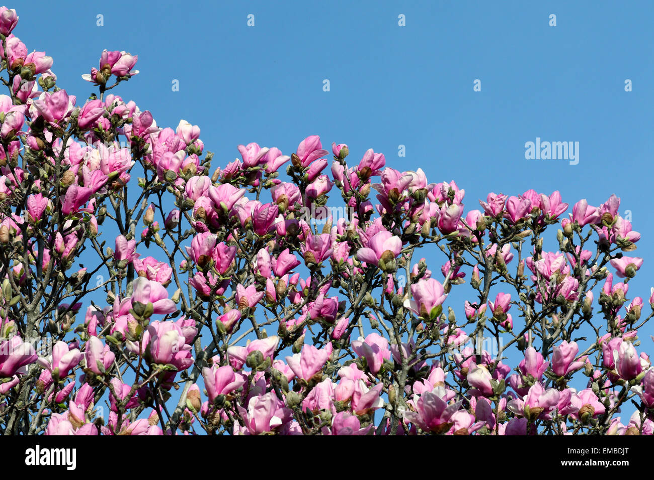 Saucer Magnolia x sculangeana flower blossom Stock Photo Alamy