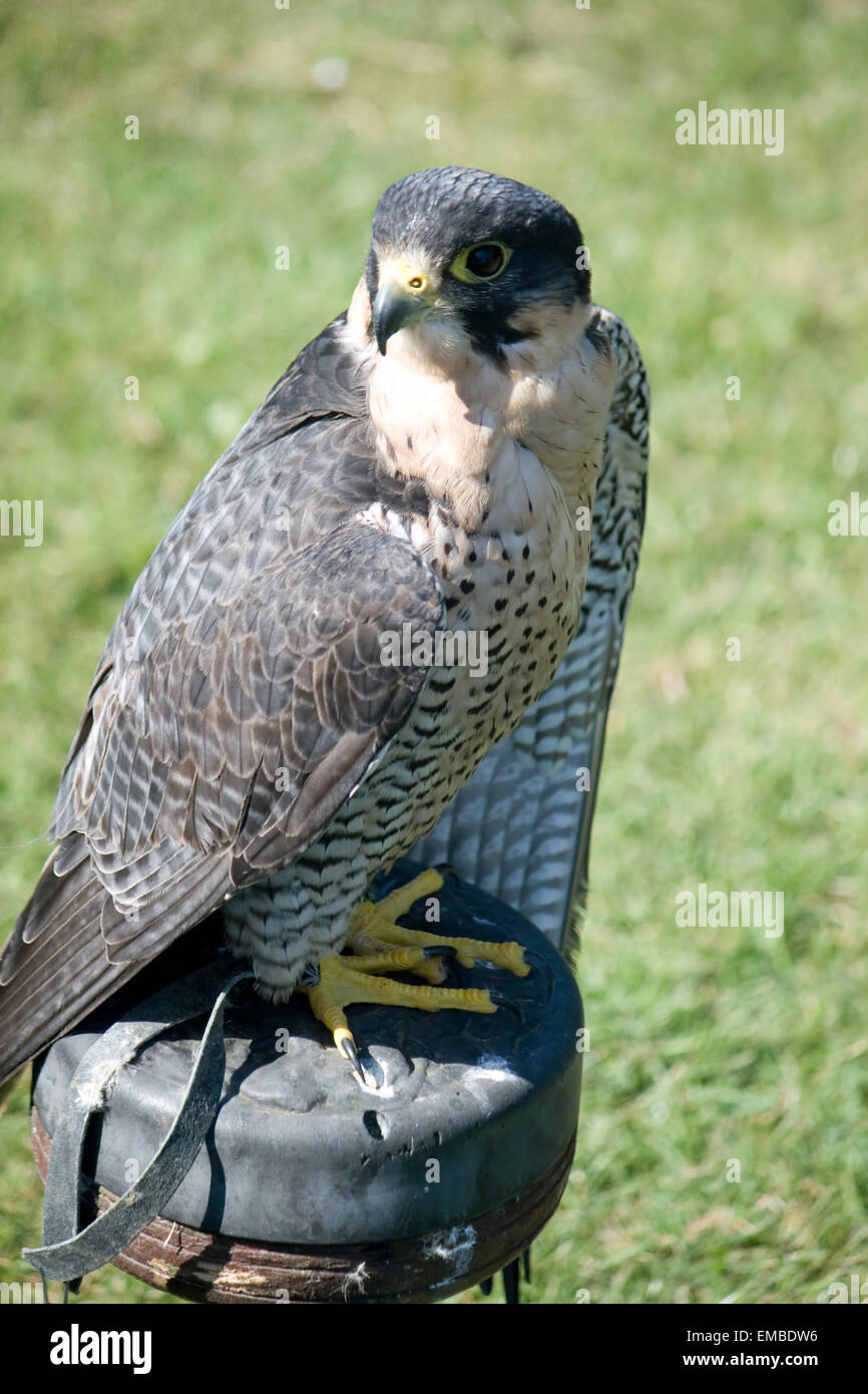 Peregrine falcon on a block perch at a falconry display in Dorset Stock  Photo - Alamy