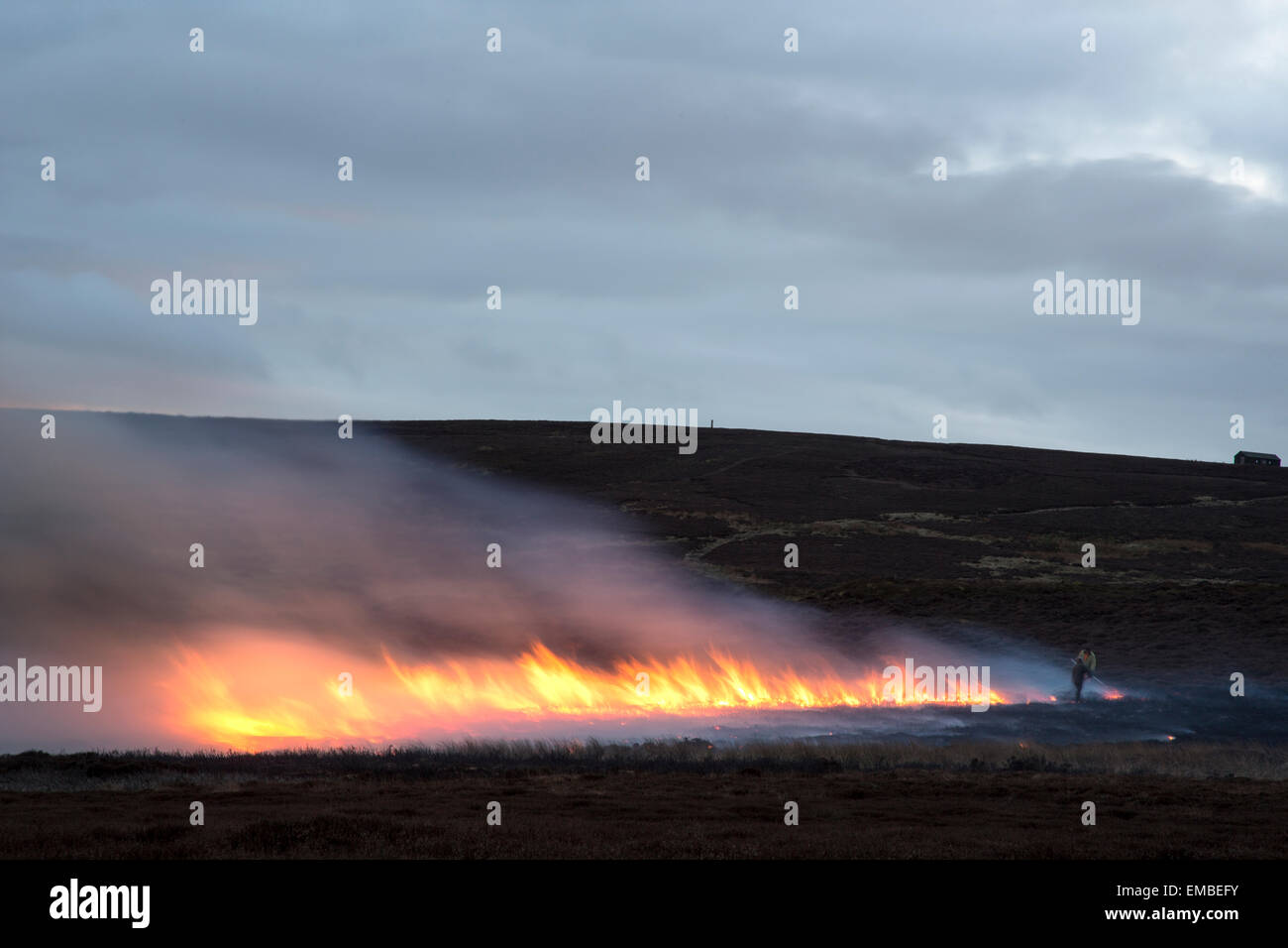 workers controlling a controlled heather burn on Ilkley Moor Yorkshire Stock Photo