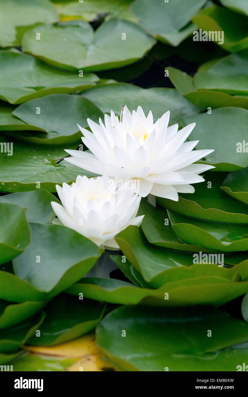 White Water lily (Nymphaea) in a pond Austria Europe Stock Photo