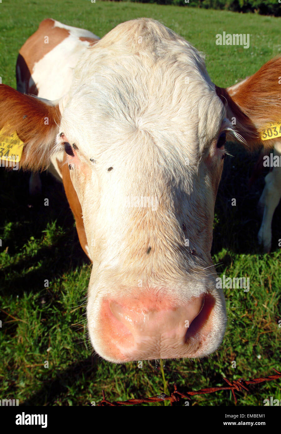 Cow red white looks in camera austria europe Stock Photo
