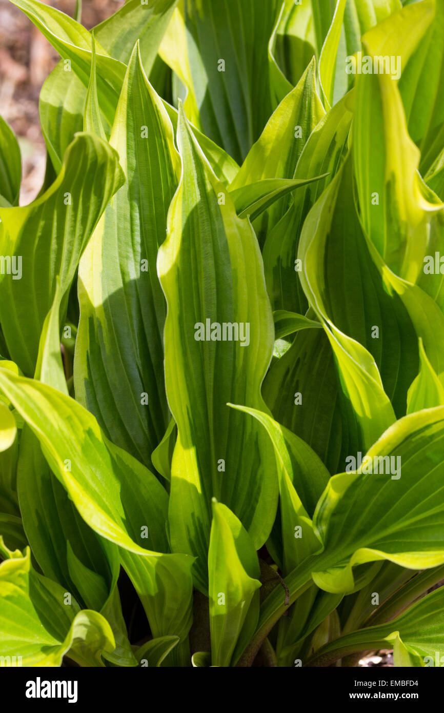 Emerging spring foliage of the narrow leaved, clump forming Hosta 'Proud Sentry' Stock Photo