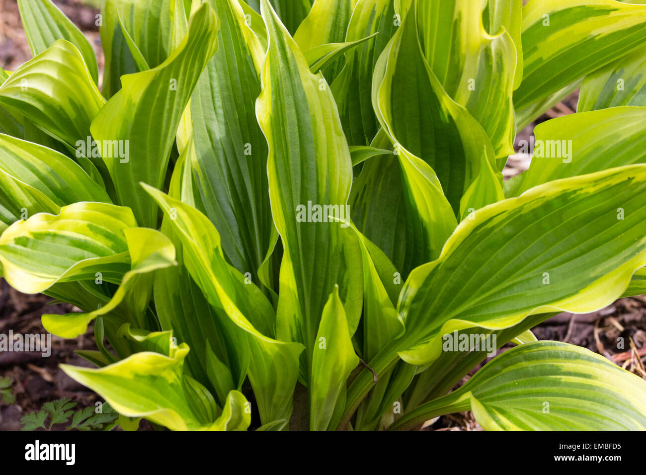 Emerging spring foliage of the narrow leaved, clump forming Hosta 'Proud Sentry' Stock Photo