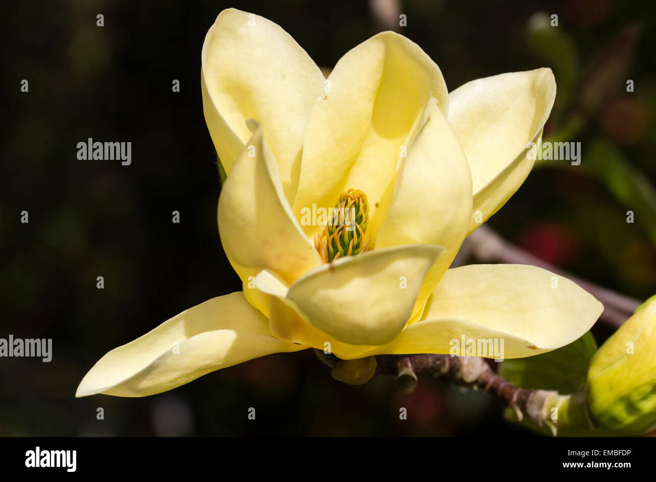 Close up of one of the best yellow flowering magnolias, the small tree Magnolia 'Lois' Stock Photo