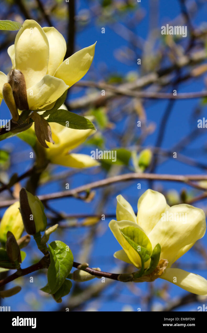 One of the best yellow flowering magnolias, the small tree Magnolia 'Lois'  Stock Photo - Alamy