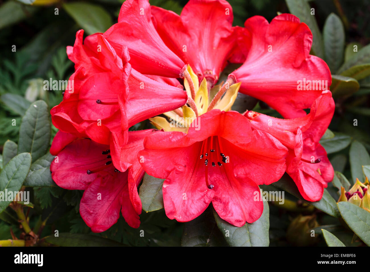 Bright red spring flowers of the hardy Rhododendron 'Elizabeth' Stock Photo