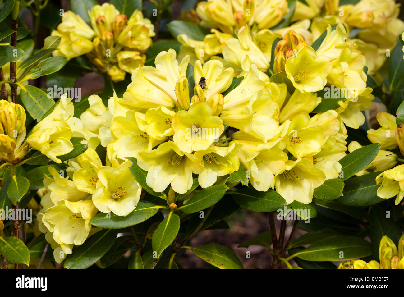 Yellow spring flowers of the mound forming evergreen, Rhododendron
