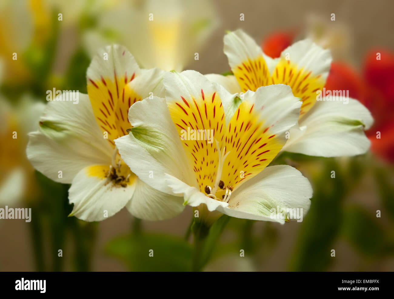 A bouquet of red and white flowers (Alstroemeria Stock Photo Alamy