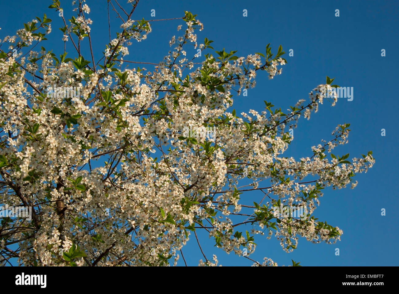 The cherry tree in flowers.Cherry blossoms.(Prunus subg package.Cerasus)in the spring. Stock Photo