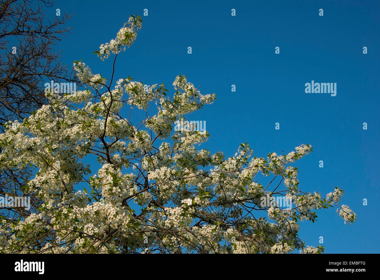The cherry tree in flowers.Cherry blossoms.(Prunus subg package.Cerasus)in the spring. Stock Photo