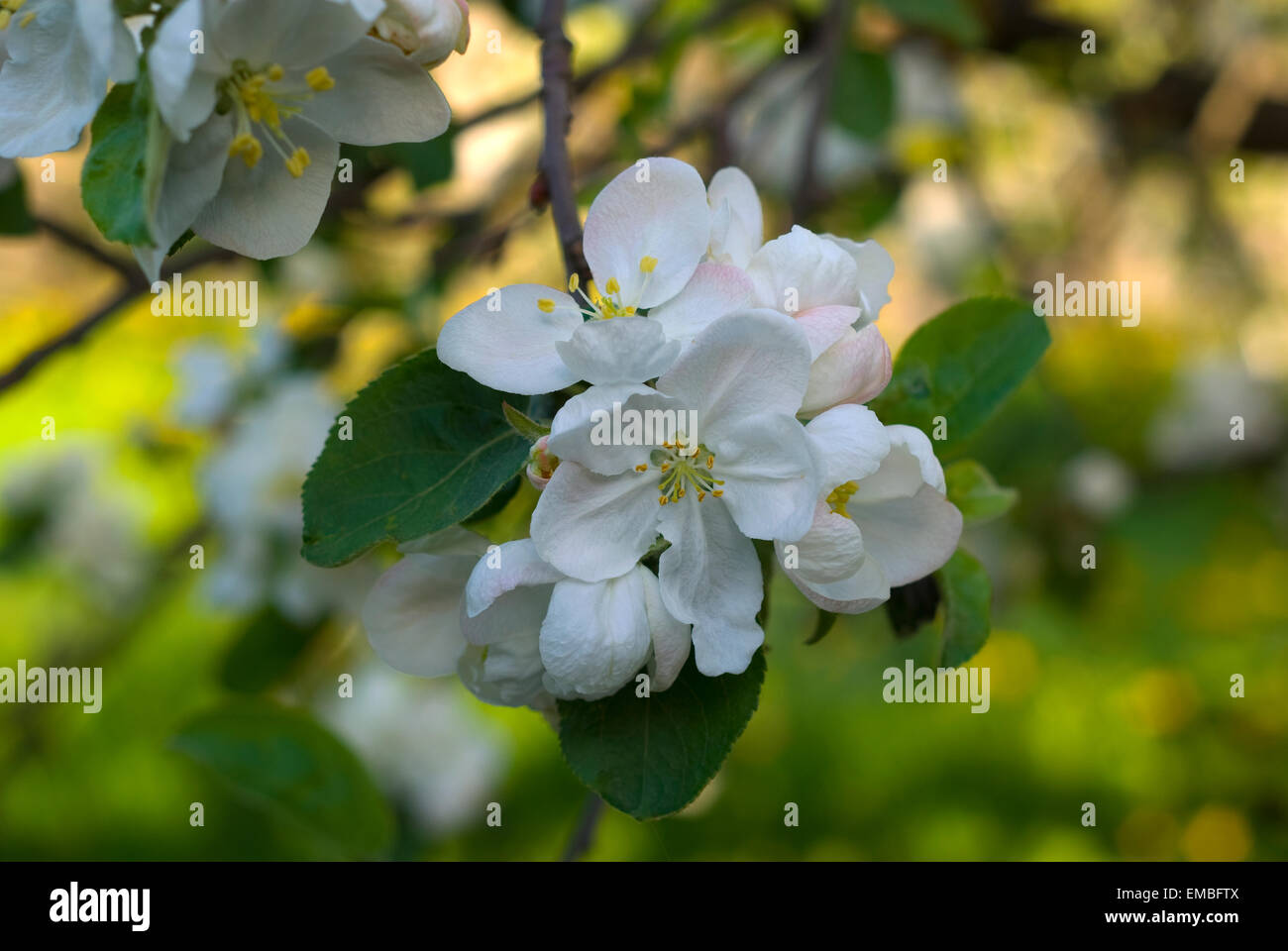 Inflorescence White Flowers On Apple Malus High Resolution Stock Photography And Images Alamy Inflorescence White Flowers On Apple Malus High Resolution Stock Photography And Images Alamy