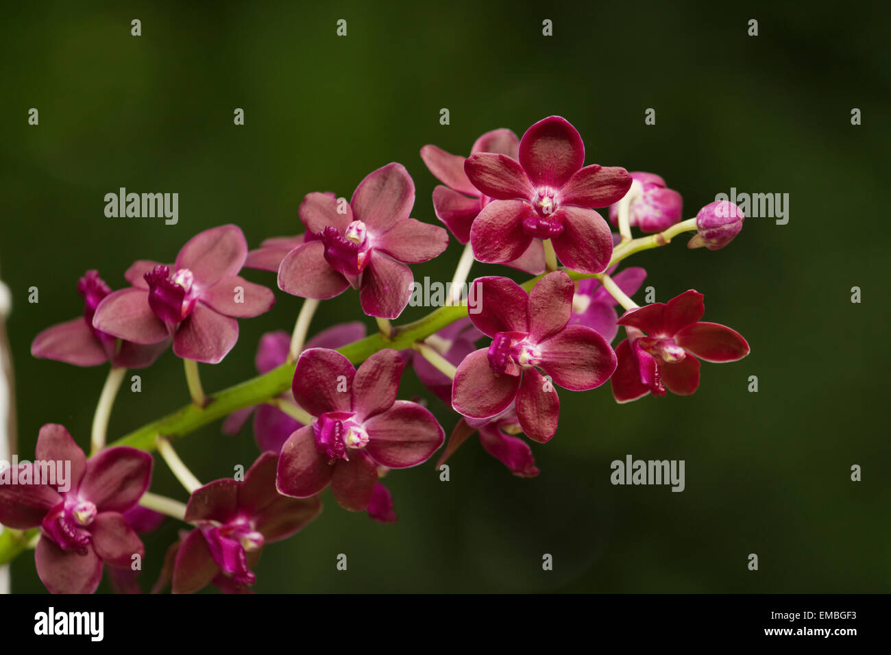 Fragrant Red Orchid ;Vanda Orchid, Vandachostylis Colmarie Stock Photo