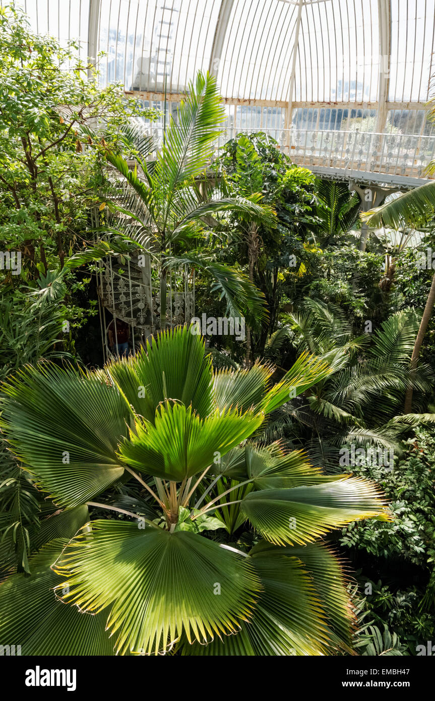 Interior of the Palm House in the Kew Gardens, London England United Kingdom UK Stock Photo