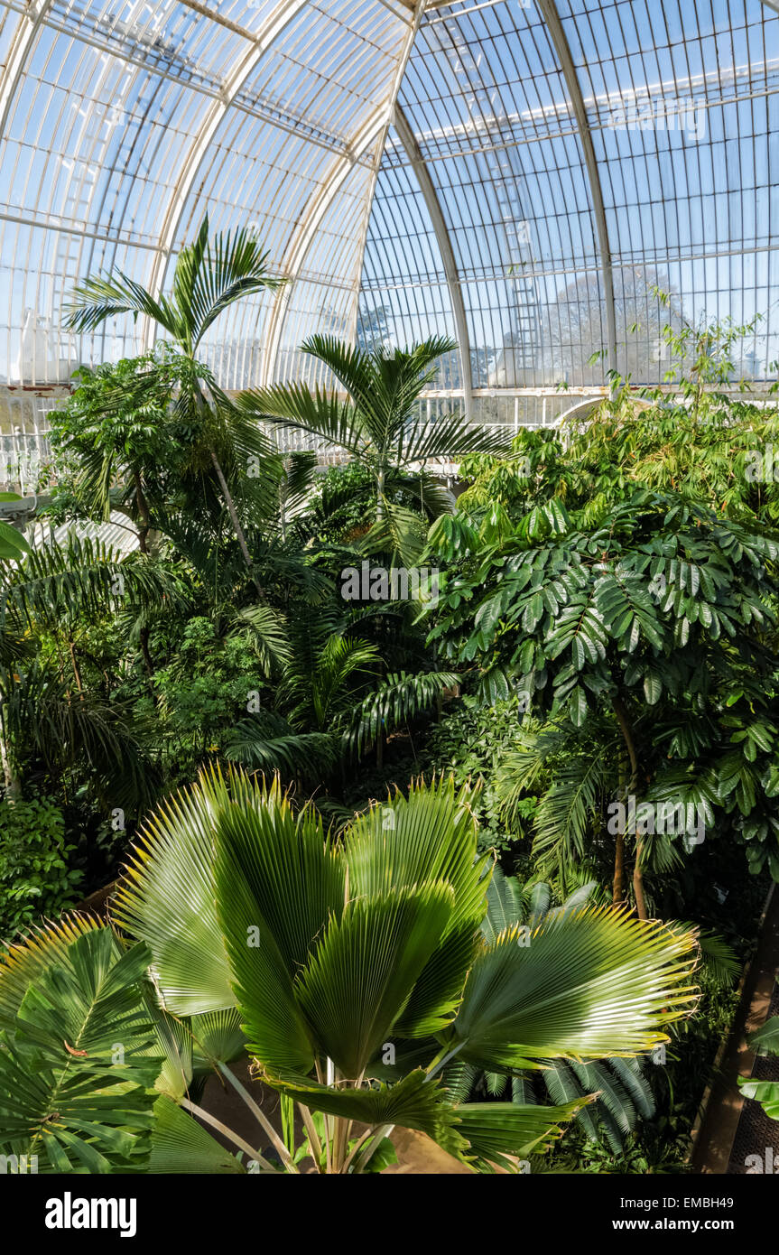 Inside kew greenhouses hi-res stock photography and images - Alamy