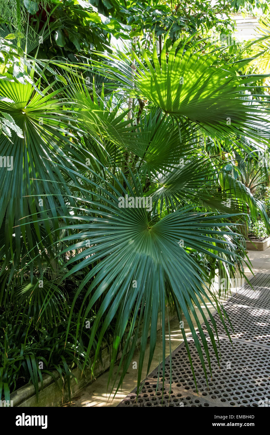Interior of the Palm House in the Kew Gardens, London England United Kingdom UK Stock Photo