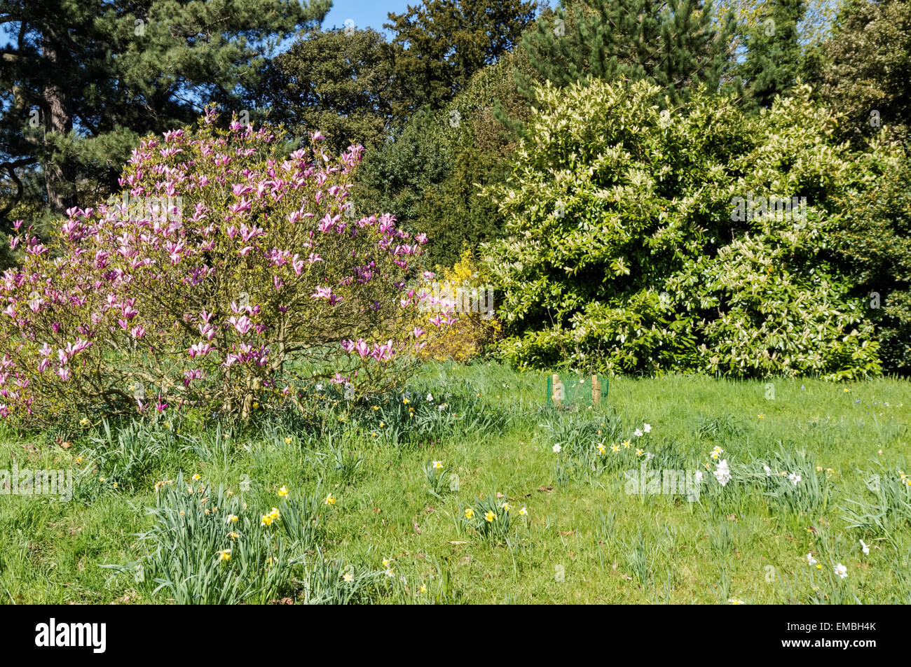 Spring magnolia tree urban park hi-res stock photography and images - Alamy