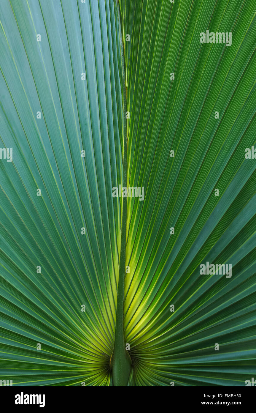 Close up palm leaves palms hi-res stock photography and images - Alamy