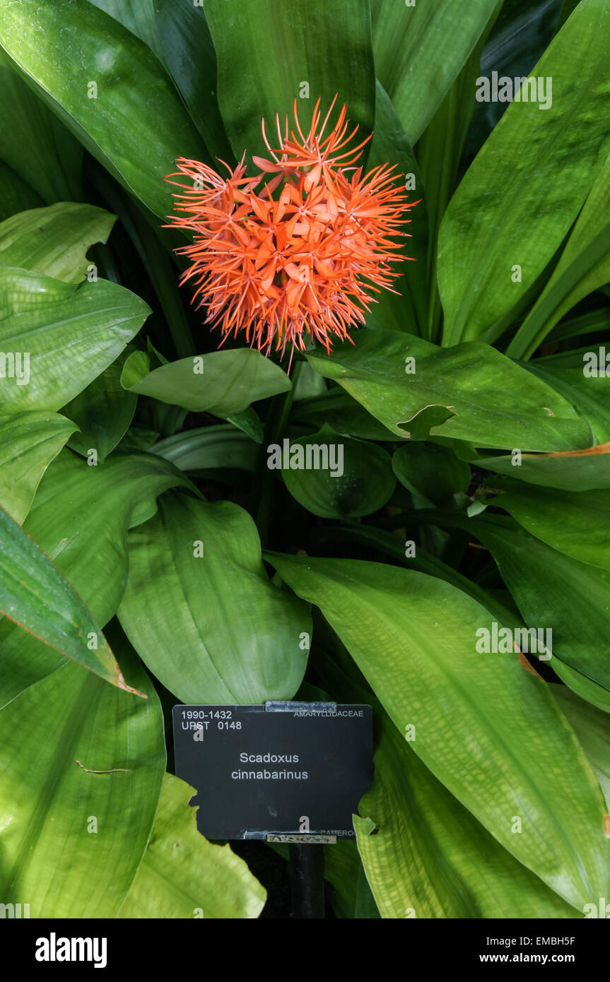 Scadoxus cinnabarinus plant in Palm House, The Royal Botanic Gardens, Kew, London England United Kingdom UK Stock Photo