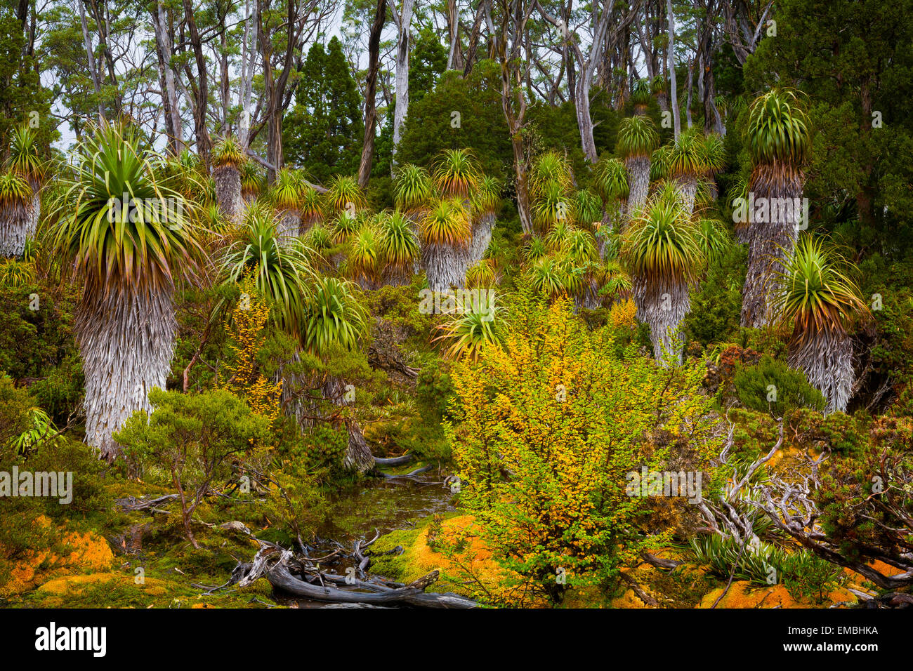 A grove of Pandani - Cradle Mountain Lake St Clair National Park - Tasmania - Australia Stock Photo