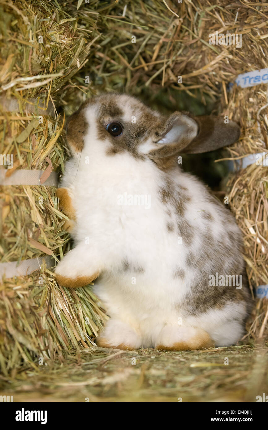 Lop Eared bunny trying to hide between bales of hay in Fall City Stock  Photo - Alamy